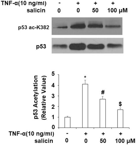 Figure 4. Salicin prevented TNF-α-caused K382 acetylation of p53 (ac-K382). HUVECs were incubated with TNF-α (10 ng/mL) or salicin (50 and 100 μM) for 48 h. Acetylation of p53 was measured with immunoprecipitation (*,#,$p<.01 vs. previous group).