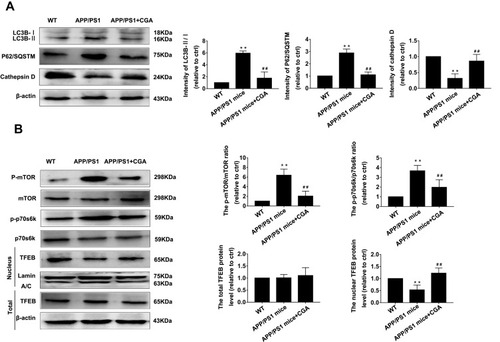 Figure 4 Suppression of autophagy and enhancement of lysosomal function by CGA in APP/PS1 mice.