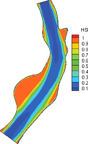 Figure 6. Initial habitat suitability index distributions for the Reeves shad (Tenualosa reevesii) in Mian River under the annual average discharge (300 m3/s).