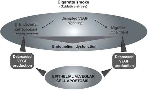 Figure 3 Cigarette smoke (oxidative stress)-mediated VEGF signaling disruption leading to endothelial cell death, migration impairment, and general endothelium dysfunction causing epithelial cells apoptosis.