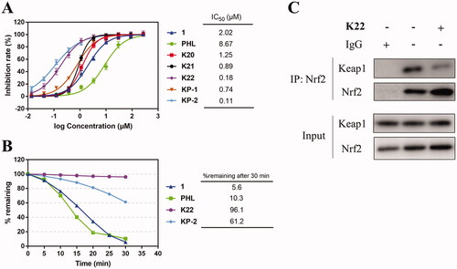 Figure 4. Dose-response curves, metabolic stability and co-immunoprecipitation analysis of representative compounds. (A) Dose-response curves of compound 1, Phloretin (PHL), K20–K22, KP-1 and KP-2 for inhibition of Keap1-Nrf2 PPI in FP assay; (B) Metabolic stability of compound 1, PHL, K22 and KP-2 in human liver microsomes; (C) Co-immunoprecipitation assay for Nrf2.