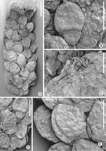 Figure 1. Zlatkocarpus brnikensis sp. nov. A. Larger fragment of secondary axis with helically arranged fruits, holotype, F 3143. B–E. Details of the holotype: B. Fruit with well pronounced perianth; C. Stigmatic area with adhering pollen; D. Attachments of fruits to secondary axis, note perianth and small bracts; E. Detail of fruits with well pronounced resin bodies. Scale bars – 1.5 mm (A); 600 μm (B, D, E); 30 μm (C).