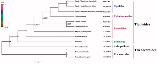 Figure 1. Bayesian phylogenetic tree of 12 Diptera species. The posterior probabilities are labeled at each node. Genbank accession numbers of all sequence used in the phylogenetic tree have been included in the Figure 1 and corresponding to the names of all species.