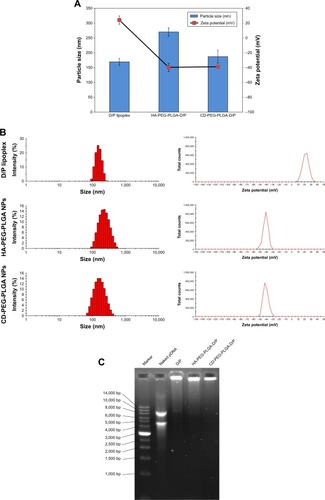 Figure 2 Particle size, zeta potential, and gel electrophoresis of D/P lipoplex and D/P-loaded HA-PEG-PLGA and CD-PEG-PLGA NPs.Notes: (A) Mean particle size and mean zeta potential (n=3). (B) Size and zeta potential distribution. (C) Gel electrophoresis at 50 V for 90 min.Abbreviations: CD, chondroitin sulfate; D/P, 1,2-dioleoyl-3-trimethylammonium-propane/pDNA; HA, hyaluronic acid; NPs, nanoparticles; PEG, poly(ethylene glycol); PLGA, poly(D,L-lactide-co-glycolide).