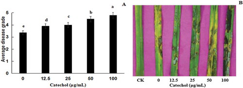 Fig. 6 (Colour online) Virulence of Rhizoctonia solani AG-1 IA cultured in different concentrations of catechol on detached rice leaves. (a) Disease grades of R. solani AG-1 IA on rice leaves. Bars represent the mean ± standard error of three replicates; data with different letters are significantly different (P < 0.05) using Duncan’s multiple range test. (b) Disease phenotypes of R. solani AG-1 IA on rice leaves. CK: PDA (no strain); 0, 12.5, 25, 50 and 100 represent the strain cultured on PDA plates containing 0, 12.5, 25, 50 and 100 μg mL−1 catechol, respectively.