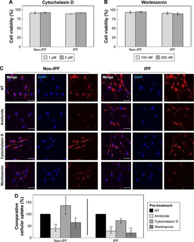 Figure 4 Cell viability and cellular uptake of CNPs in non-IPF and IPF fibroblasts after pretreatment with chemical inhibitors that block actin filament polymerization, ruffling, and fusion for macropinocytosis, respectively. The viability of non-IPF and IPF fibroblasts on the collagen matrix at 4 h after treatment with (A) cytochalasin D (0–2 µM) and (B) wortmannin (0–200 nM). (C) Representative confocal microscopic images showing cellular uptake of CNPs at 3 h posttreatment (50 µg/mL) with 1 h of pre-incubation in FCS-free DMEM media containing amiloride (50 µM), cytochalasin D (2 µM), and wortmannin (200 nM). (NT: non pre-treatment; scale bars =25 µm) (D) Comparative cellular uptake of CNPs with pretreatment by chemical inhibitors analyzed with confocal microscopic images (**P<0.01).Abbreviations: CNPs, glycol chitosan nanoparticles; IPF, idiopathic pulmonary fibrosis; NT, non-treatment; FCS, fetal calf serum; DMEM, Dulbecco’s Modified Eagle’s Medium.