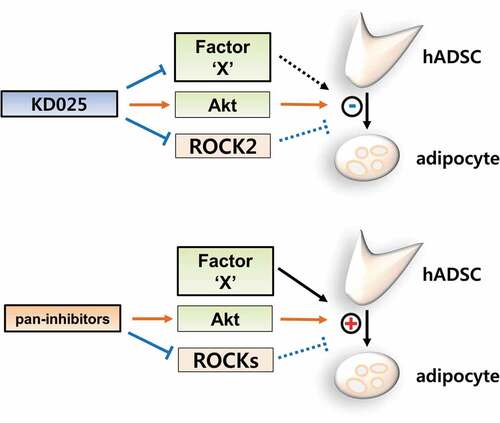 Figure 7. Proposed model of the mechanistic action of KD025 on the differentiation of hADSCs.