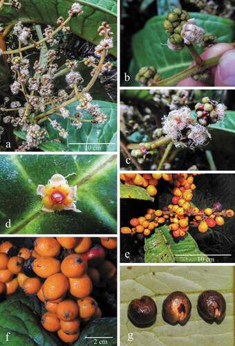 Figure 2. Myrcia machinazana. (A, B, C) Details of the inflorescence with flowers closely compact; (D) Rear view of the flower; (E) Infructescence; (F) Fruits; (G) Seeds. A, B, C, D from A.J. Pérez et al. 11623, E, F, G from A.J. Pérez et al. 11616. Photographs by Álvaro J. Pérez