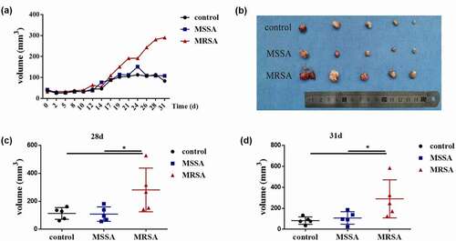 Figure 2. The effects of MRSA and MSSA strains on the development of squamous cell carcinoma in vivo. (a) Tumor volume in nude mice after the treatment of supernatants from MRSA and MSSA. (b) The tumors from MRSA, MSSA and control groups after 31 days. (c) Tumor volumes from MRSA, MSSA and control groups after 28 days. (d) Tumor volumes from MRSA, MSSA and control groups after 31 days. *p < 0.05 (n = 5).