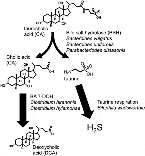Figure 1. Conversion of taurocholic acid to deoxycholic acid and hydrogen sulfide by B4PC2 gnotobiotic consortium.
