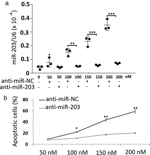 Figure 4. Downregulation of miR-203 inhibited BITC-mediated apoptosis in Jurkat cells. (a), Total cellular extracts were prepared from Jurkat cells transfected with NC inhibitor (control) and miR-203 inhibitor, and then subjected to qRT-PCR assay for miR-203; (b), Jurkat cells transfected with miR-NC or miR-203 mimic were treated with 0, 50, 100, 150, and 200 nM COTI-2 for 48 h. After treatment, cells were stained with Annexin V/PI, and apoptosis was determined using ﬂow cytometry. Significant difference from controls, Student’s t-test, *p < 0.05; **p < 0.01;***P < 0.001