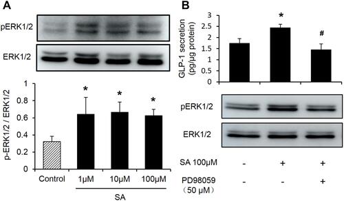 Figure 6 Sennoside A-induced GLP-1 secretion is blocked by ERK1/2 inhibitors (PD98059). (A) ERK1/2 expression inﬂuenced by SA in NCI-H716 cells. (B) Effect of ERK1/2 inhibitor (PD98059) on GLP-1. Data are presented as the mean ± SEM; n = 6. *P < 0.05 vs the normal control group. #P< 0.05. vs the SA100 μM group.