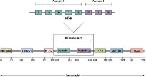Figure 1. Human DExH-Box helicase 9 protein structure, domains and motifs.The entire protein is 1280 amino acids in length, with amino acid positions of domains and motifs shown as determined by UNIPROT. The helicase core domain consists of two distinct regions – the helicase ATP-binding domain (domain 1) in which the DExH motif is located, and the helicase C-terminal (domain 2).dsRBD I/II: Double-stranded RNA-binding domain I/II; Domain 1: Helicase ATP-binding domain; Domain 2: Helicase C-terminal domain; HA2: Helicase-associated domain 2; MTAD: Minimal transactivation domain; OB-fold: Oligonucleotide- or oligosaccharide-binding fold; RGG: Repeated arginine and glycine-glycine.