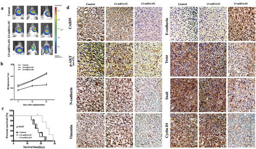 Figure 3. Antitumor effect of miRNA-451 on the growth of human U87 glioma cells in xenograft models. (a) Bioluminescence images from Control, LV-miRNA-NC and LV-miRNA-451-treated animals at 21 days after tumor implantation. (b) Tumor growth curves were evaluated at 7, 14, and 21 days after tumor implantation. (c) The survival time was determined in the three groups. (d) After sacrifice, mouse brain tissues were harvested, embedded, and cut into paraffin sections for immunohistochemistry analysis (200x). The results showed that CAB39, p-AKT(Ser-473), N-cadherin, Vimentin, Twist, Snail and Cyclin D1 expression in the sections of the LV-miRNA-451 group was significantly reduced compared with that in the sections of Control and LV-miRNA-NC groups, and E-cadherin expression in the sections of the LV-miRNA-451 group was significantly increased compared with that in the sections of the Control and LV-miRNA-NC groups