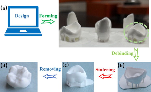 Figure 1. Printed ceramic crowns after: (a) printing, (b) debinding, (c) sintering and (d) cleaning & removal of support structure.