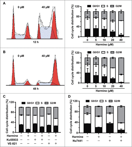 Figure 4. Harmine induces S and G2/M phase arrest in Hep3B cells in an ATM and ATR dependent manner. (A and B) Harmine arrests cells in S and G2/M phases. Hep3B cells were grown in the absence or presence of Harmine for 12 h or 48 h, respectively. Cell cycle distributions were examined by flow cytometry after PI staining. Results were representative of 3 independent experiments. (C) ATM or ATR inhibition abrogates the Harmine induced cell cycle arrest. Hep3B cells pretreated with 10 μM Ku55933 or VE-821 for 2 h were further treated with 40 μM Harmine for another 12 h. Cell cycle profiles of Hep3B cells were then detected by PtdIns staining and flow cytometry. (D) The combinatory treatment of Harmine and Nu7441 promotes cell cycle arrest of Hep3B cells. Cell cycle distributions of Hep3B cells after treatment with 4 μM Nu7441 and 20 μM Harmine either alone or in combination for 24 h were determined by PI staining followed by flow cytometry.