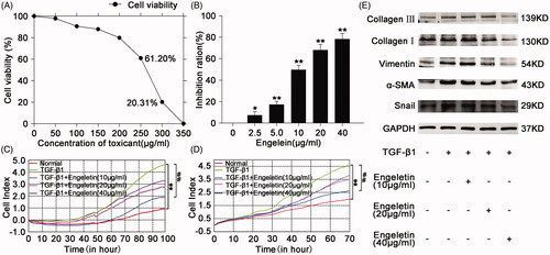 Figure 1. Concentration screening of engeletin and its anti-pulmonary fibrotic effect on L929 cells. (A) The drug toxicity of engeletin in normal L929 cells was tested using CCK-8. IC50 was approximately 230–270 µg/mL. (B) Inhibition of engeletin on TGF-β1-treated cells in a dose-dependent manner. Engeletin had a significant inhibitory effect at a concentration of 10 µg/mL. (C) Engeletin inhibited TGF-β1-treated cell proliferation relative to that in the TGF-β1 group. (D) Engeletin inhibited TGF-β1-treated cell migration relative to that in the TGF-β1 group. (E) Analysis of anti-pulmonary fibrotic effect of engeletin by Western blot. Engeletin attenuated the expressions of collagen I and III, vimentin, α-SMA, and snail after TGF-β1 stimulated the L929 cells. Each bar represents the mean ± SD, n = 6, *p < 0.05, **p < 0.01 versus the normal group; #p < 0.05, ##p < 0.01 versus the TGF-β1 group.