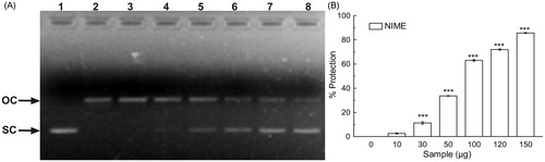 Figure 2. DNA protection activity of NIME. (A) In vitro protection against oxidative damage to pUC-18 by NIME. Picture of agarose gel of pUC-18 DNA showing bands of supercoiled (SC) and open circular (OC) forms. Lanes on the gel represent: (lane 1) control DNA (no H2O2 or Fe2+); (lane 2) reaction mixture without extract; (lanes 3–8) reaction mixture with extract of increasing concentrations and (B) the graph represents its % of protection, for NIME. The results are mean ± S.D (n = 6). ***p < 0.001 versus 0 µg/ml.