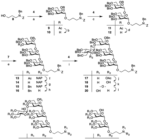 Scheme 2. Reagents and conditions.Note: (a) AgOTf, MS 4A, toluene, −20 °C, 93%; (b) NaOMe, MeOH, r.t., 83%; (c) AgOTf, MS 4A, toluene, −20 °C, 87%; (d) NaOMe, THF, MeOH, r.t., 96%; (e) NIS, AgOTf, MS 4A, toluene, −20 °C, 86%; (f) NaOMe, MeOH, THF, r.t., 90%; (g) BnBr, NaH, DMF, r.t., 94%; (h) DDQ, ClCH2CH2Cl, MeOH, r.t., 49%; (i) AgOTf, MS 4A, toluene, −20 °C, 90%; (j) NaOMe, MeOH, THF, 40 °C, 90%; (k) DMSO, Ac2O, r.t.; (l) NaBH(OAc)3, THF, 0 °C, 63%; (m) Pd(OH)2/C, H2, THF, H2O, r.t., 44%; (n) Dansyl-Cl, NaHCO3, H2O, acetone, r.t., 98%; (o) Pd(OH)2/C, H2, THF, H2O, r.t., 89%; (p) Dansyl-Cl, NaHCO3, H2O, acetone, r.t., 71%.