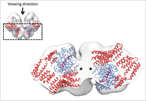 Figure 6. Localization of the C2991 residue in ATM necessary for activation via the oxidative mechanism. The top portion of the map is removed for clarity. The locations of the variable loop consisting of residues 2437–2491, which is disordered in the crystal structure, are indicated with asterisks. This loop region contains the critical residue C2991 in the corresponding ATM structure that is essential for its oxidation activation. The domains of the mTOR crystal structure are colored according to the schematic representation in Fig. 4C.