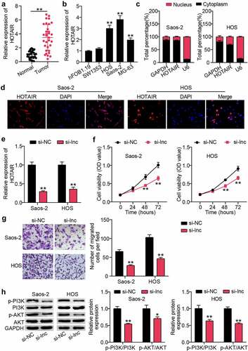 Figure 1. HOTAIR was up-regulated in OS, promoting proliferation and migration of cancer cells, and activating PI3K/AKT pathway (a) qRT-PCR for relative HOTAIR expression in OS tissues and adjacent tissues. ** P < 0.001. (b) qRT-PCR for HOTAIR expression in OS cell lines. ** P < 0.001. vs hFOB1.19. (c) qRT-PCR for HOTAIR expression in cytoplasmic and nuclear of HOS and Saos2 cells. (d) FISH assay showing the localization of HOTAIR in HOS and Saos2 cells. (e) HOS and Saos2 were transfected with si-NC, and si-lnc. The expression of HOTAIR was measured by RT-qPCR. (f) Cell viability was detected by CCK-8 assay in HOS and Saos2 cells transfected with si-NC, and si-lnc. (g) Migrated cells were counted by transwell assay in HOS and Saos2 cells transfected with si-NC, and si-lnc. (h) The expression of PI3K, AKT, p-PI3K and p-AKT protein levels was detected by Western blot analysis in HOS and Saos2 cells transfected with si-NC, and si-lnc. * P < 0.05, ** P < 0.001. vs si-NC treatment.