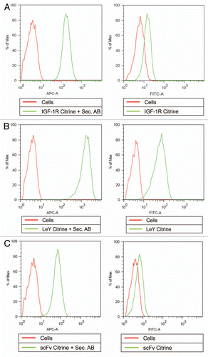 Figure 6 Antibody-Citrine fusion proteins to detect binding to live cells. Cells were incubated in the presence of antibody-Citrine fusion proteins and analyzed by FACS. The left hand parts (A–C) show detection of bound antibodies by APC-labeled secondary antibodies (Sec. AB), the left hand parts show detection by means of the Citrine fluorescence (A–C). The antibody fusion proteins analyzed were (A) full-size anti-IGF-1R antibodies (IGF-1R WT Citrine) and the (B) LeY carbohydrate (LeY WT Citrine), both with Citrine attached to the C-termini of their light chains. A small antibody format (scFv Citrine) with Citrine in line between a scFv specific for the IGF-1 receptor and the DIG hapten was used (C) as an example for a monovalent binding protein. Untreated cells (Cells) were used as the control in all experiments.