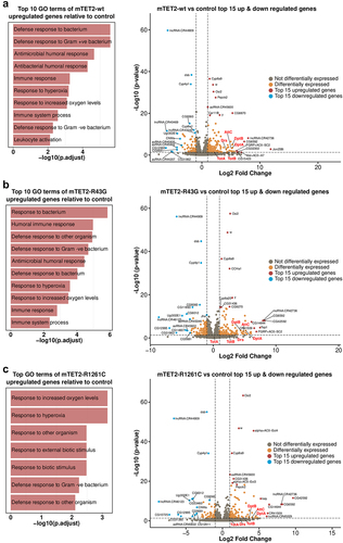 Figure 4. Gene ontology of genes that are upregulated in all mTET2 expressing flies versus controls. Gene ontology of top 10 upregulated DEGs that were identified in mTET2 heads versus controls, with most being involved in immune related pathways. Volcano plot indicating top 15 genes upregulated and downregulated relative to control group.