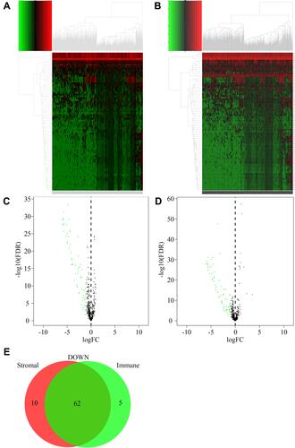 Figure 2 DEMs between high and low score groups. (A) Heatmap of DEMs between high and low StromalScore groups. Red and green represented upregulated and downregulated microRNAs, respectively. (B) Heatmap of DEMs between high and low ImmuneScore groups. Red and green represented upregulated and downregulated microRNAs, respectively. (C) Volcano plot of DEMs between high and low StromalScore groups. Red and green dots represented up-regulated and down-regulated DEMs, respectively. Black dots represented microRNAs without significantly changed. (D) Volcano plot of DEMs between high and low ImmuneScore groups. Red and green dots represented up-regulated and down-regulated DEMs, respectively. Black dots represented microRNAs without significantly changed. (E) Venn plot of down-regulated DEMs shared by StromalScore and ImmuneScore.