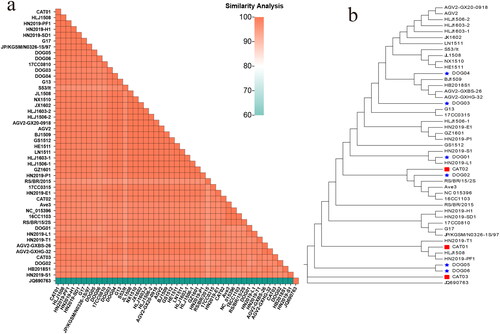 Figure 2. Analysis of the evolution and identity of the VP1 aa sequences. (a) Heat map showing the similarity analysis between the GyVg1 strains acquired in this study and other reference strains. The gradient colors on the lower left indicate different identity values ranging from 80% to 100%. (b) In the VP1 evolutionary tree, the canine strains are identified with red pentagrams, feline strains with red squares, canine hosts in the reference strains with blue pentagrams, and feline hosts with blue squares.