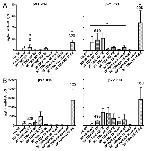 Figure 5. Vaccine efficacy by dose, conjugation time, or addition of adjuvants. Mice (n = 5) were vaccinated with indicated amounts (15 or 60 µg) of the TMV-HA conjugate protein conjugated for 30’ or 60’ (minutes) with or without adjuvant Alum (Alum) or with oil-in-water squalene adjuvant (Sq; AddaVax). ELISA analysis of anti-HA IgG titers in sera collected at 14 or 28 d after the first vaccination (A pV1) or after the second vaccine (B pV2) given at day 30. Asterisks in A represent IgG titers significantly greater (P < 0.05) than induced by HA 60 vaccination. Titers were measured against a known quantity of anti-HA standard (Sino Biological Inc.). Numbers above the bars are the HAI presented as a geometric mean titer.