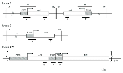 Figure 1. Schematic outline of T-DNA insertions in locus 1, locus 2 and locus 271. Locus 1 contains two copies of T-DNA that are arranged as an IR about the right border. Promoters are in hatched squares; P35S, CaMV 35S promoter; P19S, CAMV 19S promoter; nptII, neomycin phosphotransferase II gene; RIN, nitrate reductase gene in an antisense orientation. M bar indicates region analyzed by bisulfite genomic sequencing. P (promoter) and E (3?end) bars correspond to PCR fragments amplified after ChIP. RB, LB right and left border, respectively.