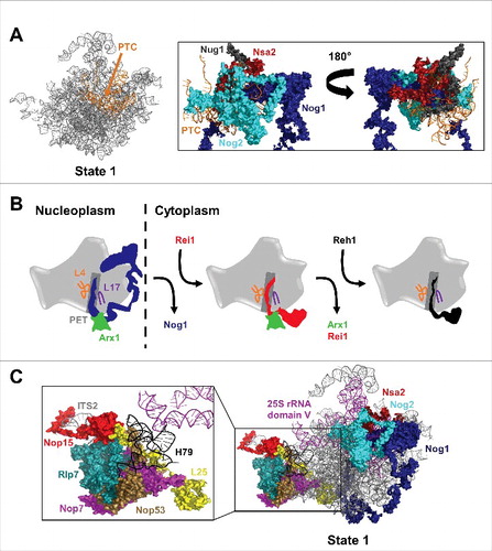 Figure 3. New insights into construction and inspection of the PTC and PET and ITS2 cleavage. (A) Nog2, Nog1, Nug1, and Nsa2 form extensive interactions with the PTC during late nuclear stages of 60S subunit assembly. Only 69 amino acids of the N-terminus of Nug1 were resolved in state 1. (B) Nog1, Rei1, and Reh1 consecutively probe the PET during 60S subunit assembly. Nog1 and Rei1 interact with Arx1 at the PET exit. (C) L25 extends from the exit of the PET to ITS2, interacting with Nop53, Nop7, Rlp7, and Nop15. Domain V of 25S rRNA stretches from the PTC to the ITS2 region. H79 of domain V interacts with Nop53 and Rlp7.