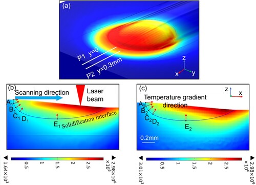 Figure 10. Temperature gradient under C-SGP: (a) 3D view, (b) longitudinal cross-section P1, and (c) longitudinal cross-section P2.