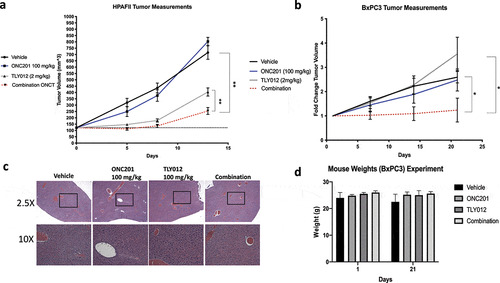 Figure 6. Combination of ONC201 and TLY012 significantly slows PDAC tumor growth in HPAFII and BxPC3 tumor models in vivo. A) Mice bearing HPAFII xenograft tumors were treated with two doses of the combination of ONC201 and TLY012. ONC201 (100 mg/kg) was administered first and TLY012 (2 mg/kg) was injected three days later. The second dose was initiated one week after initial treatment with ONC201. Treatment was initiated once tumors reached the optimal size of 100–150 mm3. Vehicle (n = 5), ONC201 (n = 5), TLY012 (n = 6), Combination (n = 8). B) Mice bearing BxPC3 xenograft tumors were treated with three doses of the combination of ONC201 and TLY1012. ONC201 (100 mg/kg) was administered first and TLY012 (2 mg/kg) was injected three days later. Mice were dosed once per week with the combination treatment. To combat heterogeneity in tumor formation, mice were dosed in a ‘rolling format’ and separated into two cohorts, allowing tumors to reach the optimal size of ~150mm3 before treatment. Vehicle (n = 4), ONC201 (n = 5), TLY012 (n = 5), Combination (n = 5). C) H&E liver sections from mice bearing HPAFII xenografts. Mice were treated with three, weekly doses ONC201 (100 mg/kg) and TLY012 (2 mg/kg). D) Mouse weights from mice bearing BxPC3. Mice were dosed with three, weekly doses of ONC201 (100 mg/kg) and TLY012 (2 mg/kg). * p < .05, ** p < .01