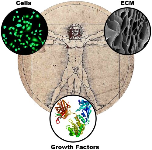 Figure 3. Pictographic overview of the key areas of research covering tissue engineering: cell-based technologies focused on improving bodies acceptance of neo-tissues through autografted stem cells, biomolecules/growth factors to help facilitate cell proliferation and differentiation of cells and extracellular environment/matrices optimisation as a platform to support cells and tissues in their growth.