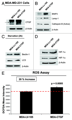 Figure 8. MDA-MB-231 cells overexpressing CTGF display the induction of autophagy/mitophagy, with HIF-1α activation. To study if CTGF expression has any compartment-specific effects, CTGF was overexpressed in MDA-MB-231 cells. (A) Immunoblot analysis was performed on total protein lysates to confirm CTGF overexpression. (B, C) MDA-MB-231 cells overexpressing CTGF show activation of an autophagy/mitophagy program. Immunoblot analysis on CTGF- and control-MDA-MB-231 cells reveals that CTGF significantly increases the expression levels of several proteins involved in mitophagy (BNIP3) and autophagy (Lamp-1, Beclin-1, cathepsin B and LC3) under (B) basal condition or (C) after 2h of nutrient starvation. (D) Immunblot analysis of total protein lysates from control and CTGF-MDA-MB-231 cells shows that CTGF expression induces the activation of HIF-1α in MDA-MB-231 cells. Two exposures are shown. For all, β-actin was used as control for equal protein loading. (E) ROS assay performed on control- and CTGF-MDA-MB-231 cells reveals that CTGF expression induces a 20% increase in ROS production.