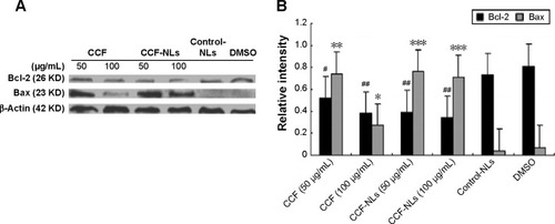 Figure 9 CCF-NL-induced cell death is associated with proapoptotic Bcl-2 family protein activation.Notes: (A) DBTRG-05MG glioma cells were treated with 50 μg/mL or 100 μg/mL CCF-NLs, and mitochondrial proapoptotic Bcl-2 family protein activation was detected after treatment for 24 h. (B) CCF-NL-induced protein changes of Bcl-2 (#P<0.05, ##P<0.01, vs control) and Bax (*P<0.05, **P<0.01, ***P<0.001, vs control) were analyzed by Western blotting.Abbreviations: CCF, Cotinus coggygria flavonoid; CCF-NLs, Cotinus coggygria flavonoid nanoliposomes; NLs, nanoliposomes; DMSO, dimethyl sulfoxide; Bcl-2, B-cell lymphoma/leukemia 2; Bax, Bcl-2-associated X protein; h, hours; vs, versus.