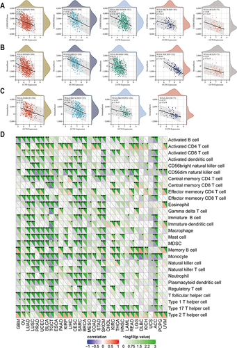 Figure 6 The correlation between CCT8 expression and immune infiltration. (A–C) The ESTIMATE analysis showed the correlation of CCT8 expression with ESTIMATEScore (A), StromalScore (B) and ImmuneScore (C) by ESTIMATE. The abscissa represented the CCT8 expression, and the ordinate represented the ESTIMATEScore, stromalscore and immunescore, respectively. (D) Sangerbox revealed the correlation between CCT8 expression and immune cells. The red and purple represented positive and negative correlations, respectively. Pearson correlation analysis was used for the above analysis (*p < 0.05; **p < 0.01; ***p < 0.001).