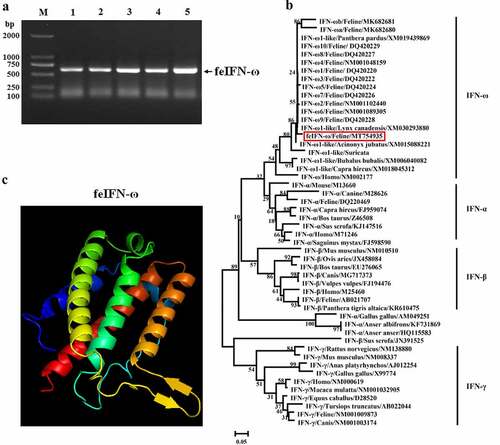 Figure 1. A: Amplification of feIFN-ω gene by RT-PCR. M: DNA Marker DL2000; lanes 1–5: the feIFN-ω gene amplified from the peripheral blood of cat. B: Phylogenetic tree analysis of the feIFN-ω gene by neighbor-joining method (1000 replicates) using MEGA 7 software. C: Predicted three-dimensional structure of the feIFN-ω.