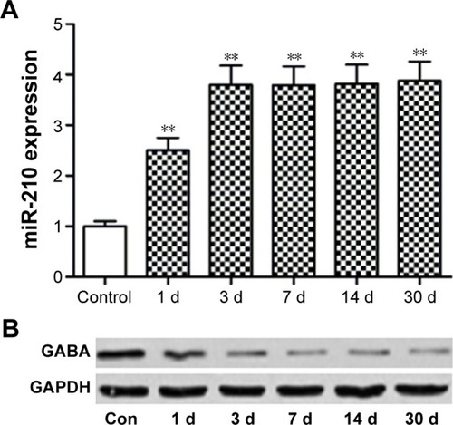 Figure 1 Epilepsy modeling increased miR-210 expression (A) and decreased GABA expression (B).