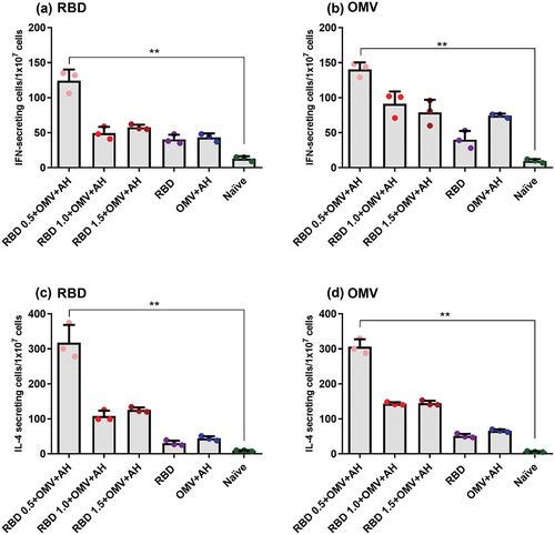 Figure 6. The panel above shows the cellular response evaluated by ELISpot, showing the IFN-γ secretion after (a) RBD or (b) OMVs stimuli, and IL-4 secretion after (c) RBD or (d) OMVs stimuli. The quantifications are relative to pooled splenocytes (n = 2) of each group, assayed in triplicates.