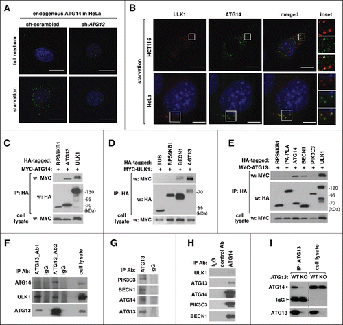 Figure 1. The ULK1 complex interacts with the ATG14-containing PtdIns3K complex. (A) ATG13 knockdown suppresses the formation of ATG14 puncta. shRNA-transduced HeLa cells were incubated in DMEM (full medium) or EBSS (amino acid starvation) for 2 h. Endogenous ATG14 was stained using anti-ATG14 antibody (Cell Signaling Technology, clone D3H2Z). Nuclei were stained by DAPI (blue). Scale bar: 10 μm. (B) ATG13 is important for colocalization of ULK1 and ATG14 puncta. mCherry-ULK1 was transiently expressed in WT ATG13 or ATG13 KO HCT116 cells. Endogenous ATG14 puncta were immunostained and visualized together with mCherry-ULK1 by fluorescence microscopy. (Inset) Higher magnification demonstrates colocalization (yellow) of ULK1 and ATG14 puncta. (C) HA-tagged ULK1 and ATG13 interact with MYC-tagged ATG14. The indicated proteins were expressed in HEK293T cells. The amount of MYC-ATG14 coimmunoprecipitated with HA antibody was analyzed by western blotting (WB). RPS6KB1 was used as a negative control. (D) The amount of MYC-tagged ULK1 recovered with HA immunoprecipitates from HEK293T cells was analyzed by WB. (E) The ATG14-associated PtdIns3K complex is coimmunoprecipitated with ATG13. MYC-ATG13 recovered with HA immunoprecipitates from HEK293T cells was analyzed by WB. RPS6KB1 and PA-PLA were used as negative controls for cytosolic and membrane proteins, respectively. (F) Endogenous ATG14 is coimmunoprecipitated with endogenous ATG13. ATG13 immunoprecipitates were isolated from MEFs using 2 different sources of polyclonal antibodies specific to ATG13 (labeled by Ab1 and Ab2, respectively).Citation9 As a negative control, preimmune serum (IgG) was used. (G) The ATG14-containing PtdIns3K complex is coimmunoprecipitated with endogenous ATG13. Immunoprecipitates obtained from HEK293T cells using ATG13 Ab2 antibody were analyzed for the presence of the indicated proteins by WB. (H) Coimmunoprecipitation of endogenous ULK1 and ATG13 with endogenous ATG14. Immunoprecipitates obtained from HEK293T cells using anti-ATG14 antibody (Santa Cruz Biotechnology, sc-164767) were analyzed for the indicated proteins. Preimmune serum (IgG) and anti-GSK3A goat polyclonal antibody were used as control. (I) Confirmation of the specificity of the ATG13-ATG14 interaction. Anti-ATG13 immunoprecipitates were obtained from WT ATG13 and ATG13 KO HCT116 cells and analyzed by WB.