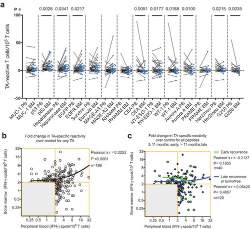 Figure 3. (A) Responses of PBTCs (gray points) and the corresponding BMTCs (blue points) from 39 patients with NSCLC to any of the 14 tested NSCLC-associated antigens. The gray line between two points indicates the TA-specific spot counts of the PBTCs and BMTCs from the same patient. The mean TA-specific IFN-γ spot counts minus the mean IgG (negative control) IFN-γ spot counts are shown. P-values were determined using two-tailed Wilcoxon matched-pairs signed rank tests. For a better visualization of TC responsiveness in BM and PB, we show PB data that were published in our previous study.Citation8 (B) Scatterplot showing the cumulative BMTC data in relation to PBTC responsiveness to any of the 14 tested TAs in 39 patients with NSCLC. BMTC responsiveness increased as PBTC responsiveness increased (two-tailed p < .0001, Pearson’s correlation coefficient r = 0.325, R2 = 0.106). (C) We defined early recurrence as tumor recurrence within 11 months after surgery.Citation4 Scatterplot showing the cumulative BMTC data in relation to PBTC responsiveness to any of the 14 tested TAs in the patients with NSCLC recurrence following curative intent surgery within 11 months postsurgery (defined as early recurrence) compared with >11 months postsurgery (defined as late recurrence or tumor-free). The linear regression line of the patients with early recurrence (green line) was not significantly different from the linear regression line of the patients with late recurrence or tumor-free patients (blue line). (B) – (C) The frequencies of TA-specific TCs are shown as the fold increases in the mean TA-specific IFN-γ spot counts (calculated relative to the mean IgG control spot counts). The values in the lower left quadrants were not considered TA-specific responses and were excluded (n = 238 in (B) and n = 278 in (C)) from the regression analysis. Only the TC responses of 2 or more IFN-γ spot counts greater than the mean IgG control spot counts (n = 199 in (B) and n = 160 in (C)) were deemed positive and included in the regression analysis. The black line represents the linear regression line. BMTCs, bone marrow-derived T cells; NSCLC, non-small-cell lung cancer; PBTC, peripheral blood-derived T cell; TA, tumor-associated antigen.