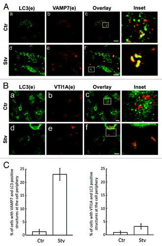 Figure 1. VAMP7- but not VTI1A-positive autophagosomes are redistributed to the cell periphery upon starvation. HeLa cells were incubated for 4 h in amino acid and serum-free media (Stv, d–f) or in full nutrient media (Ctr, a–c). Cells were fixed and LC3, VAMP7 (A) or VTI1A (B) proteins were detected by indirect immunofluorescence. Images were obtained by confocal microscopy. Scale bars: 5 μm. Mean of the Pearson’s coefficient for (A) Ctr: 0.32, Stv: 0.69 (B) Ctr: 0.25, Stv: 0.39. (C) The percentage of cells with VAMP7 and LC3 (right panel) or VTI1A and LC3 (left panel) positive structures at the cell periphery in starvation conditions was quantified from images as the ones displayed in (A and B) and represent the mean ± SEM of three independent experiments. At least 100 cells were counted in each condition.