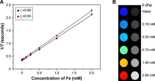 Figure 4 (A) Relaxivity (r1 and r2) and (B) T1-weighted MRI images of GA-Fe@BSA NPs versus Fe3+ concentrations in solution.Abbreviations: MRI, magnetic resonance imaging; GA, gallic acid; NPs, nanoparticles.