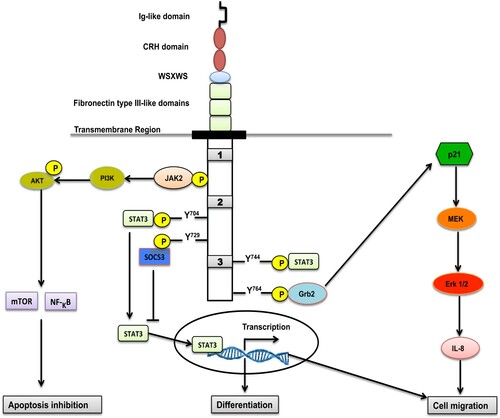 Figure 2. The scheme proposed for domains and downstream signal pathways of G-CSFR.