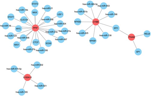 Figure 7. Network between transcription factors, miRNAs, and hub genes. Red indicates hub genes, and blue indicates transcription factors and miRNAs.