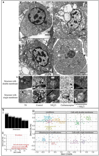 Figure 3. Detection of autophagic structures in hemocytes by transmission electron microscopy. (A) TEM observations of morphological modifications and autophagic structures in hemocytes of C. gigas; scale bar: 1 µm. i. hemocytes without ultrastructural modification (control condition); ii. hemocytes exposed to carbamazepine+NH4Cl presenting ultrastructural modifications; iii. hemocytes treated with an inhibitor of autophagy (NH4Cl) presenting autophagic structures; iv. hemocytes treated with an inducer of autophagy (carbamazepine) presenting autophagic structures. v. autophagic structures with double- or single-membrane-bound structures in all of the different conditions tested; scale bar: 200 µm. Arrow: presence of the double- or single-membrane-bound structure. (B) Results of the MCA of the different variables examined with the TEM approach. i. histogram of the percentages of variances explained by each dimension of the MCA; ii. variables’ contributions to each of the two first dimensions; iii. MCA plot representation of the tested variable (cells with double- or single-membrane-bound structures, changed ultrastructural state, and condition).