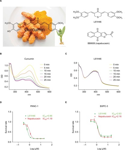 Figure 1 L61H46 shows superior stability than curcumin and effectively suppressed cell viability.Notes: (A) Chemical structure of curcumin, L61H46, and napabucasin. UV–visible absorption spectrum of curcumin (B) and L61H46 (C) in phosphate buffer (pH 7.4). The effects of L61H46 on the proliferation of human pancreatic cancer cell lines PANC-1 (D) and BXPC-3 cells (E) were incubated with increasing doses of L61H46 and napabucasin (0.3–10 μM) for 48 h, respectively. Cell viability was determined by MTT assay. Data represent similar results from at least three independent experiments.Abbreviations: IC50, half-maximal inhibitory concentration; MTT, methylthiazolyldiphenyl-tetrazolium bromide; OD, optical density; UV, ultraviolet.