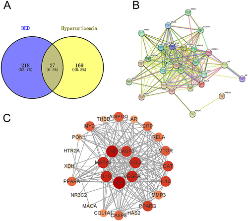 Figure 1 Key targets and interaction network of the drug. The overlapping gene targets between DED and hyperuricemia (A). The interaction relationships between corresponding proteins of the targets and the differentiation of the importance of targets (B and C).